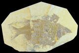Bargain, 8.9" Phareodus Fish Fossil - Uncommon Fish - #131537-1